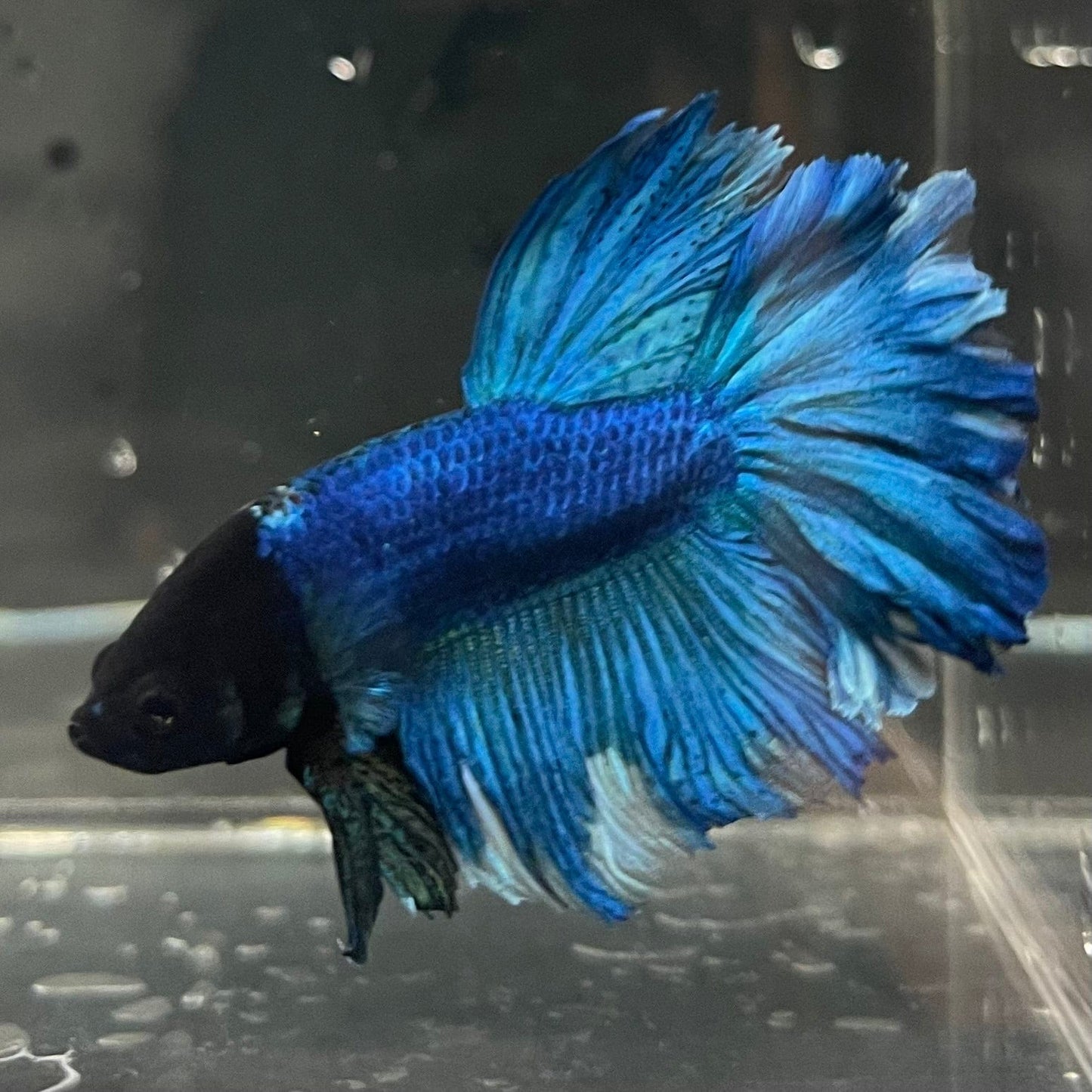 the-fish-farm Premium Male Betta Bicolour Rosetail Premium Male Betta - One Only - 14 Shop for Bicolour Rosetail Male Bettas at The Fish Farm Australia