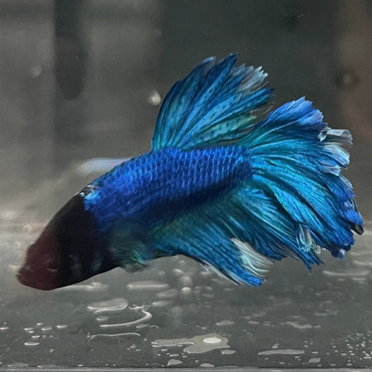 the-fish-farm Premium Male Betta Bicolour Rosetail Premium Male Betta - One Only - 14 Shop for Bicolour Rosetail Male Bettas at The Fish Farm Australia