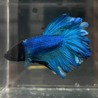 the-fish-farm Premium Male Betta Bicolour Rosetail Premium Male Betta - One Only - 14 Shop for Bicolour Rosetail Male Bettas at The Fish Farm Australia