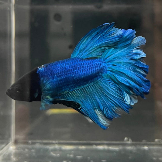 the-fish-farm Premium Male Betta Bicolour Rosetail Premium Male Betta - One Only - 14 Shop for Bicolour Rosetail Male Bettas at The Fish Farm Australia