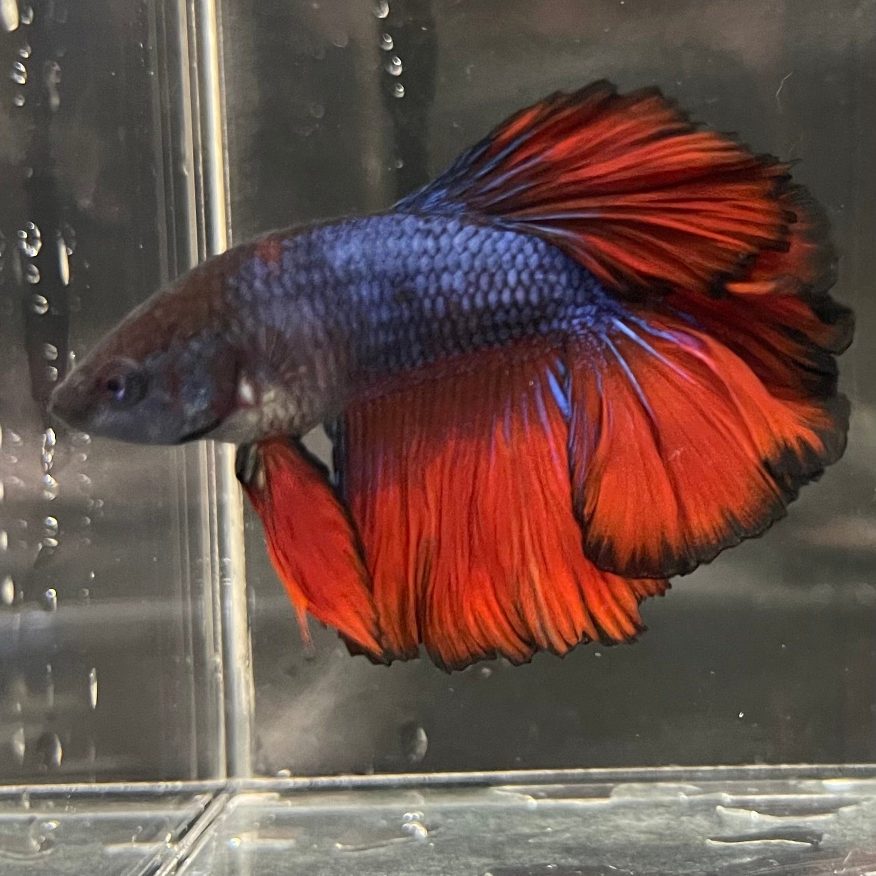 the-fish-farm Premium Male Betta Bicolour Rosetail Premium Male Betta - One Only - 15 Shop for Bicolour Rosetail Male Bettas at The Fish Farm Australia