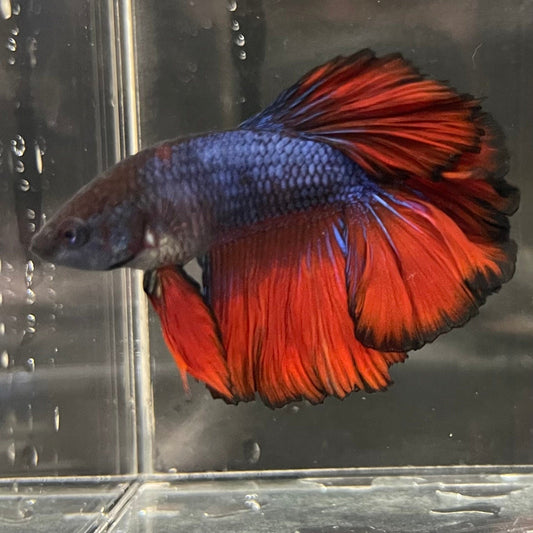 the-fish-farm Premium Male Betta Bicolour Rosetail Premium Male Betta - One Only - 15 Shop for Bicolour Rosetail Male Bettas at The Fish Farm Australia