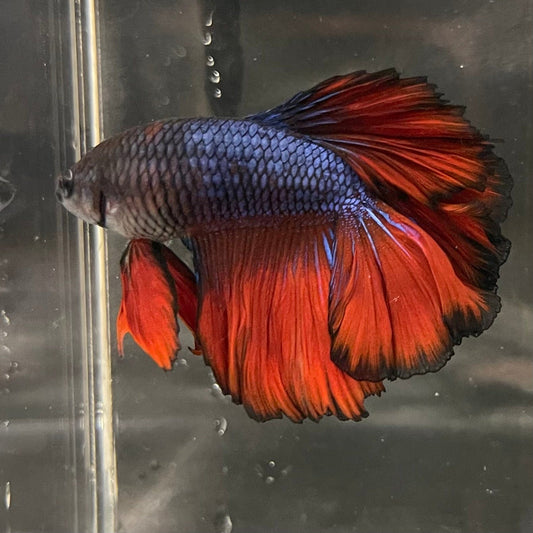 the-fish-farm Premium Male Betta Bicolour Rosetail Premium Male Betta - One Only - 15 Shop for Bicolour Rosetail Male Bettas at The Fish Farm Australia