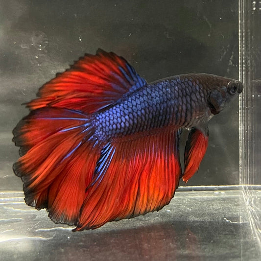 the-fish-farm Premium Male Betta Bicolour Rosetail Premium Male Betta - One Only - 15 Shop for Bicolour Rosetail Male Bettas at The Fish Farm Australia
