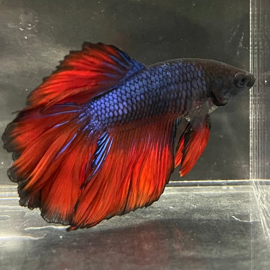 the-fish-farm Premium Male Betta Bicolour Rosetail Premium Male Betta - One Only - 15 Shop for Bicolour Rosetail Male Bettas at The Fish Farm Australia