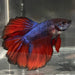 the-fish-farm Premium Male Betta Bicolour Rosetail Premium Male Betta - One Only - 15 Shop for Bicolour Rosetail Male Bettas at The Fish Farm Australia