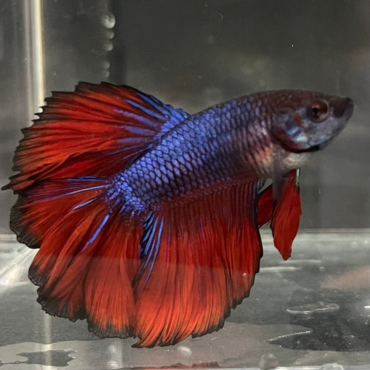 the-fish-farm Premium Male Betta Bicolour Rosetail Premium Male Betta - One Only - 15 Shop for Bicolour Rosetail Male Bettas at The Fish Farm Australia