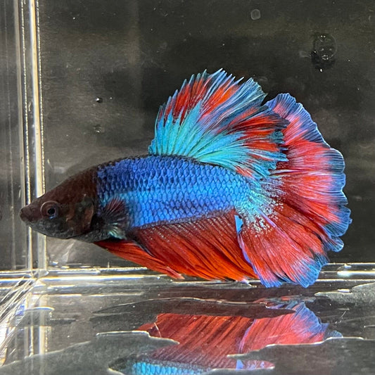 the-fish-farm Premium Male Betta Bicolour Rosetail Premium Male Betta - One Only - 16 Shop for Bicolour Rosetail Male Bettas at The Fish Farm Australia