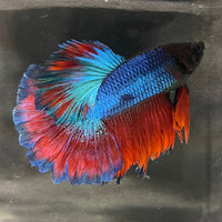 the-fish-farm Premium Male Betta Bicolour Rosetail Premium Male Betta - One Only - 16 Shop for Bicolour Rosetail Male Bettas at The Fish Farm Australia