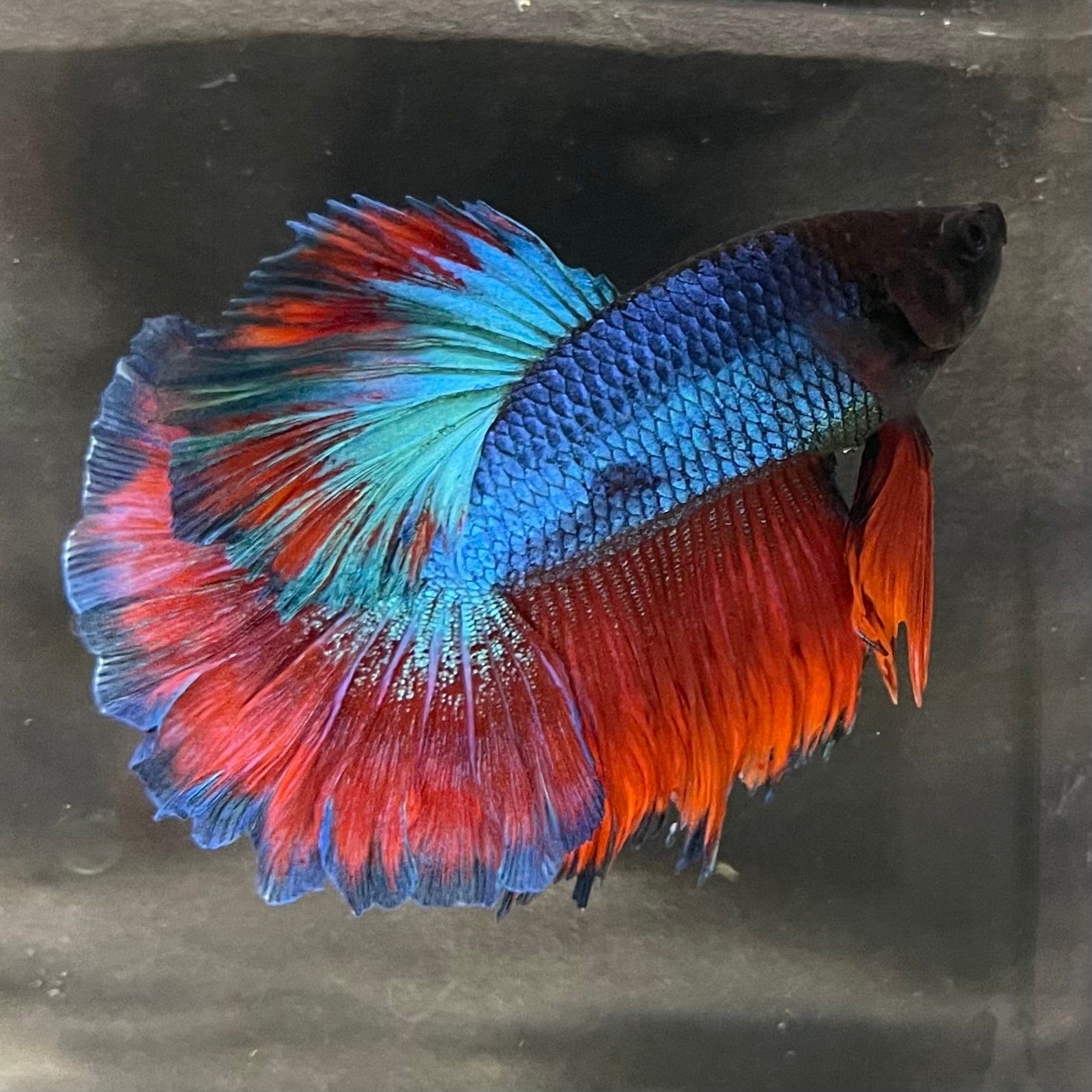 the-fish-farm Premium Male Betta Bicolour Rosetail Premium Male Betta - One Only - 16 Shop for Bicolour Rosetail Male Bettas at The Fish Farm Australia