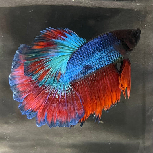 the-fish-farm Premium Male Betta Bicolour Rosetail Premium Male Betta - One Only - 16 Shop for Bicolour Rosetail Male Bettas at The Fish Farm Australia