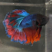 the-fish-farm Premium Male Betta Bicolour Rosetail Premium Male Betta - One Only - 16 Shop for Bicolour Rosetail Male Bettas at The Fish Farm Australia