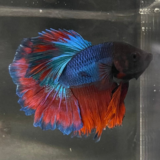 the-fish-farm Premium Male Betta Bicolour Rosetail Premium Male Betta - One Only - 16 Shop for Bicolour Rosetail Male Bettas at The Fish Farm Australia