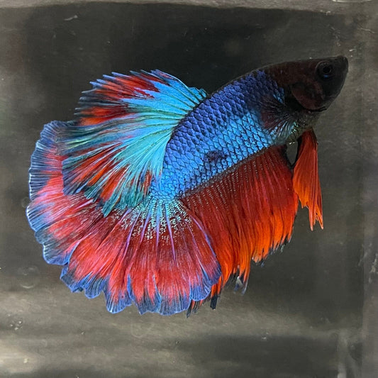 the-fish-farm Premium Male Betta Bicolour Rosetail Premium Male Betta - One Only - 16 Shop for Bicolour Rosetail Male Bettas at The Fish Farm Australia