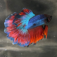 the-fish-farm Premium Male Betta Bicolour Rosetail Premium Male Betta - One Only - 16 Shop for Bicolour Rosetail Male Bettas at The Fish Farm Australia