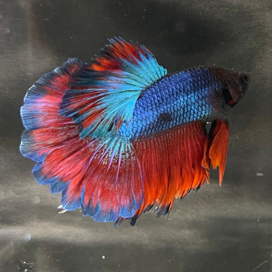 the-fish-farm Premium Male Betta Bicolour Rosetail Premium Male Betta - One Only - 16 Shop for Bicolour Rosetail Male Bettas at The Fish Farm Australia