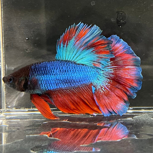 the-fish-farm Premium Male Betta Bicolour Rosetail Premium Male Betta - One Only - 16 Shop for Bicolour Rosetail Male Bettas at The Fish Farm Australia