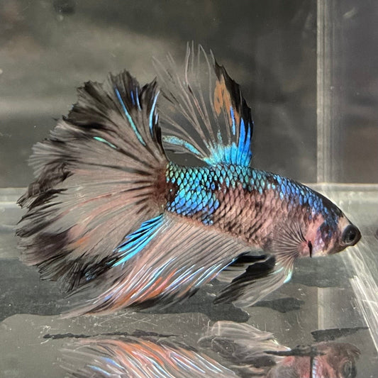 the-fish-farm Premium Male Betta Bicolour Rosetail Premium Male Betta - One Only - 17 Shop for Bicolour Rosetail Male Bettas at The Fish Farm Australia
