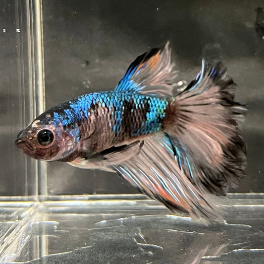 the-fish-farm Premium Male Betta Bicolour Rosetail Premium Male Betta - One Only - 17 Shop for Bicolour Rosetail Male Bettas at The Fish Farm Australia