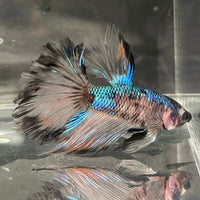 the-fish-farm Premium Male Betta Bicolour Rosetail Premium Male Betta - One Only - 17 Shop for Bicolour Rosetail Male Bettas at The Fish Farm Australia