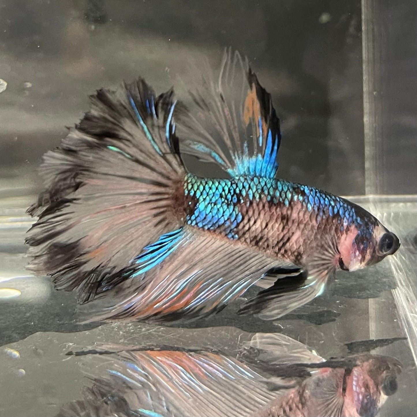 the-fish-farm Premium Male Betta Bicolour Rosetail Premium Male Betta - One Only - 17 Shop for Bicolour Rosetail Male Bettas at The Fish Farm Australia