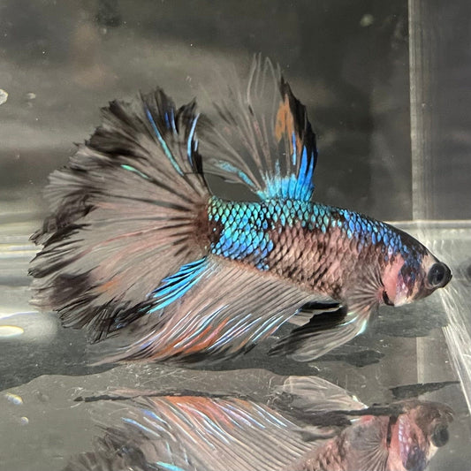 the-fish-farm Premium Male Betta Bicolour Rosetail Premium Male Betta - One Only - 17 Shop for Bicolour Rosetail Male Bettas at The Fish Farm Australia