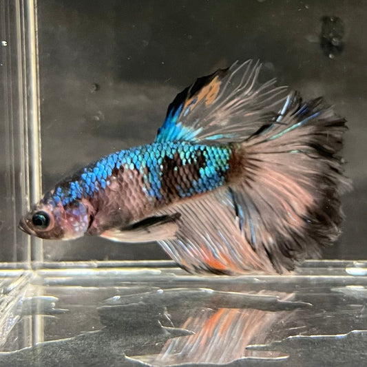 the-fish-farm Premium Male Betta Bicolour Rosetail Premium Male Betta - One Only - 17 Shop for Bicolour Rosetail Male Bettas at The Fish Farm Australia