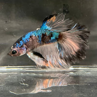 the-fish-farm Premium Male Betta Bicolour Rosetail Premium Male Betta - One Only - 17 Shop for Bicolour Rosetail Male Bettas at The Fish Farm Australia