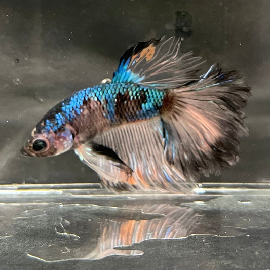 the-fish-farm Premium Male Betta Bicolour Rosetail Premium Male Betta - One Only - 17 Shop for Bicolour Rosetail Male Bettas at The Fish Farm Australia