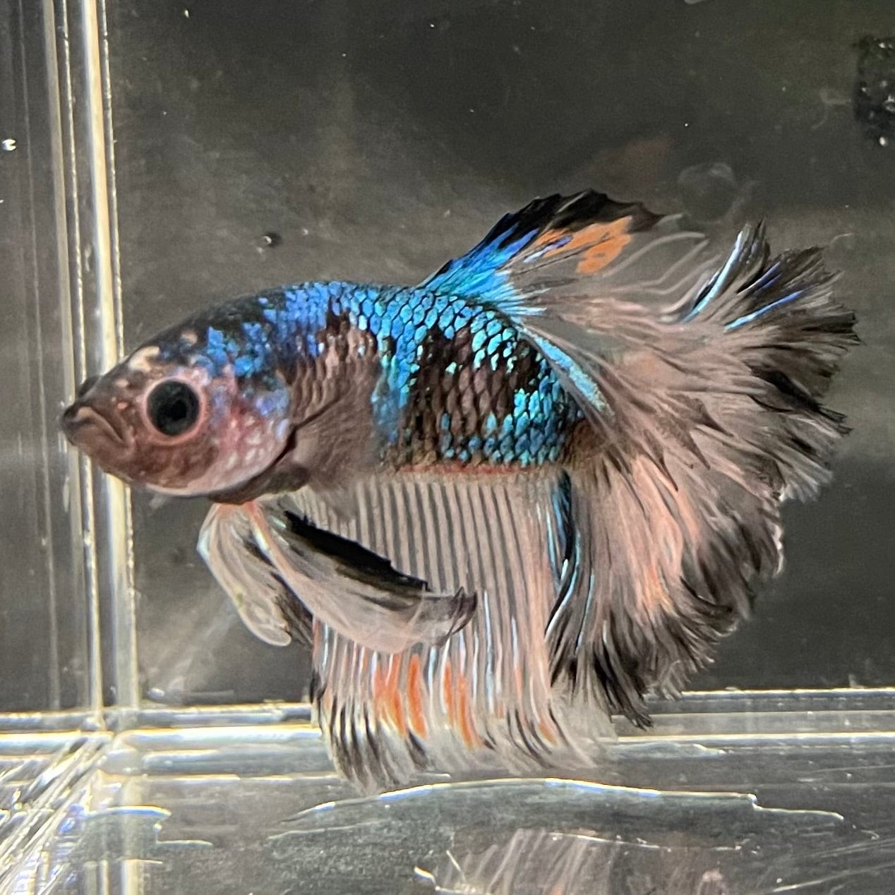 the-fish-farm Premium Male Betta Bicolour Rosetail Premium Male Betta - One Only - 17 Shop for Bicolour Rosetail Male Bettas at The Fish Farm Australia