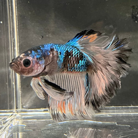the-fish-farm Premium Male Betta Bicolour Rosetail Premium Male Betta - One Only - 17 Shop for Bicolour Rosetail Male Bettas at The Fish Farm Australia