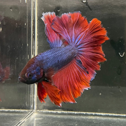 the-fish-farm Premium Male Betta Bicolour Rosetail Premium Male Betta - One Only - 2 Shop for Bicolour Rosetail Male Bettas at The Fish Farm Australia