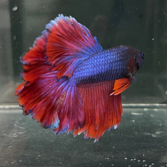 the-fish-farm Premium Male Betta Bicolour Rosetail Premium Male Betta - One Only - 2 Shop for Bicolour Rosetail Male Bettas at The Fish Farm Australia