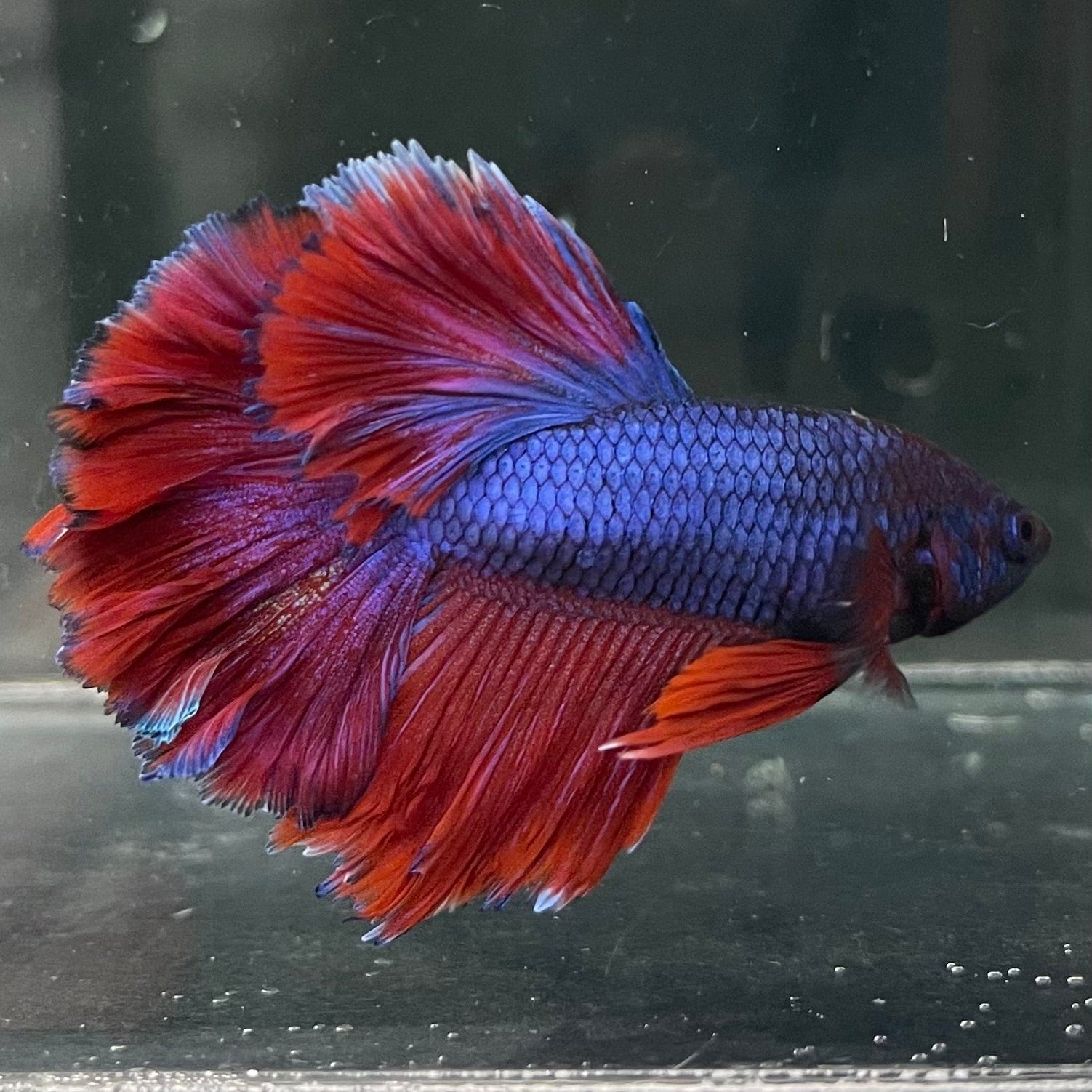 the-fish-farm Premium Male Betta Bicolour Rosetail Premium Male Betta - One Only - 2 Shop for Bicolour Rosetail Male Bettas at The Fish Farm Australia