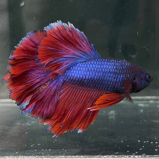the-fish-farm Premium Male Betta Bicolour Rosetail Premium Male Betta - One Only - 2 Shop for Bicolour Rosetail Male Bettas at The Fish Farm Australia