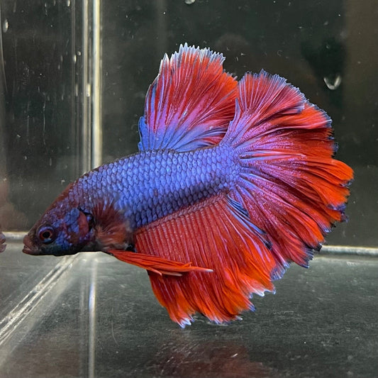 the-fish-farm Premium Male Betta Bicolour Rosetail Premium Male Betta - One Only - 2 Shop for Bicolour Rosetail Male Bettas at The Fish Farm Australia