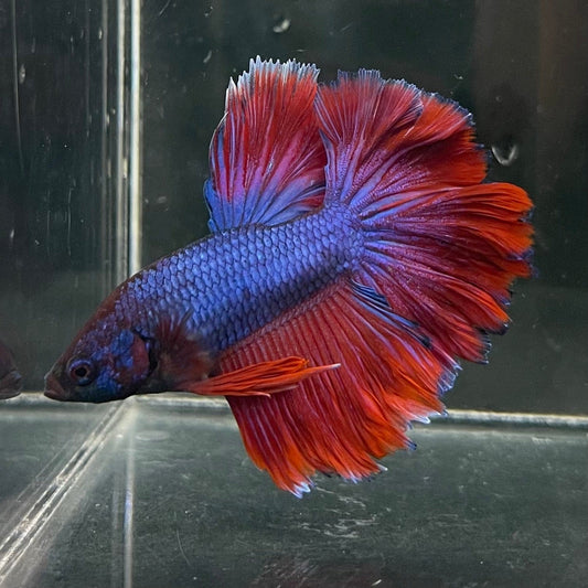 the-fish-farm Premium Male Betta Bicolour Rosetail Premium Male Betta - One Only - 2 Shop for Bicolour Rosetail Male Bettas at The Fish Farm Australia