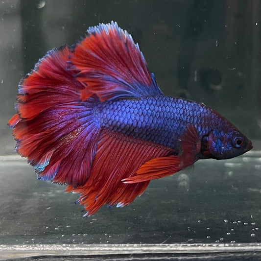 the-fish-farm Premium Male Betta Bicolour Rosetail Premium Male Betta - One Only - 2 Shop for Bicolour Rosetail Male Bettas at The Fish Farm Australia