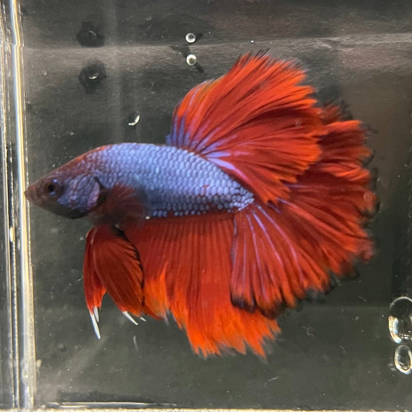 the-fish-farm Premium Male Betta Bicolour Rosetail Premium Male Betta - One Only - 3 Shop for Bicolour Rosetail Male Bettas at The Fish Farm Australia