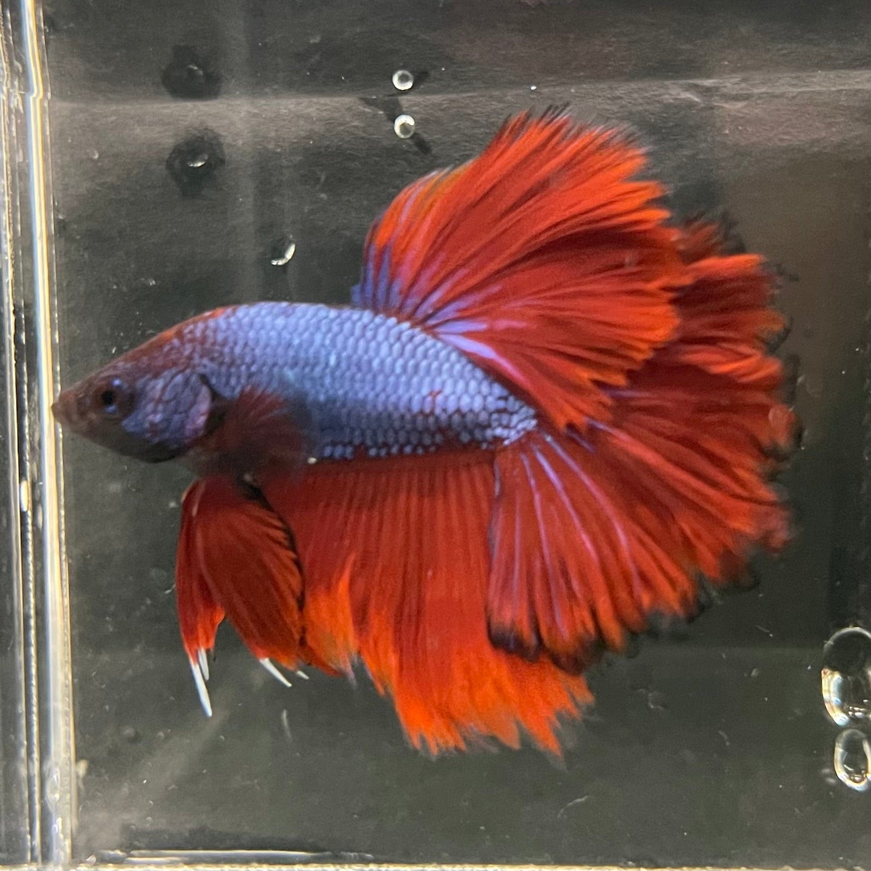 the-fish-farm Premium Male Betta Bicolour Rosetail Premium Male Betta - One Only - 3 Shop for Bicolour Rosetail Male Bettas at The Fish Farm Australia