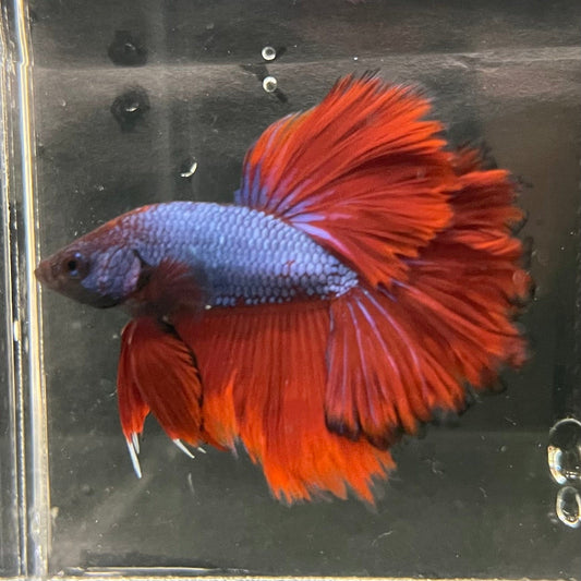 the-fish-farm Premium Male Betta Bicolour Rosetail Premium Male Betta - One Only - 3 Shop for Bicolour Rosetail Male Bettas at The Fish Farm Australia