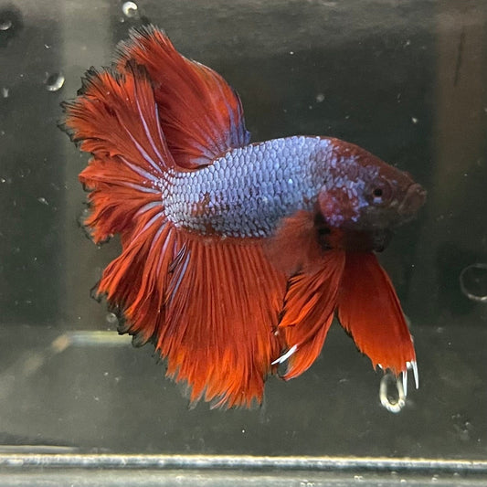 the-fish-farm Premium Male Betta Bicolour Rosetail Premium Male Betta - One Only - 3 Shop for Bicolour Rosetail Male Bettas at The Fish Farm Australia
