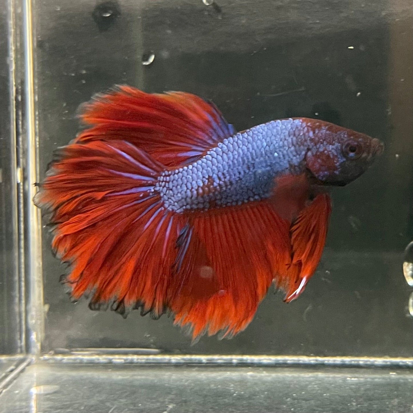 the-fish-farm Premium Male Betta Bicolour Rosetail Premium Male Betta - One Only - 3 Shop for Bicolour Rosetail Male Bettas at The Fish Farm Australia