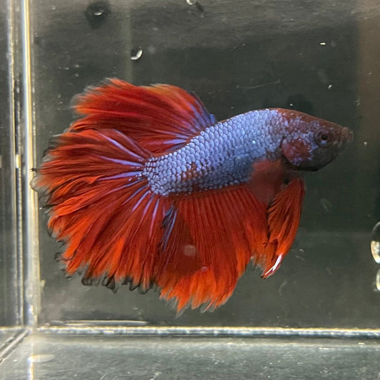 the-fish-farm Premium Male Betta Bicolour Rosetail Premium Male Betta - One Only - 3 Shop for Bicolour Rosetail Male Bettas at The Fish Farm Australia