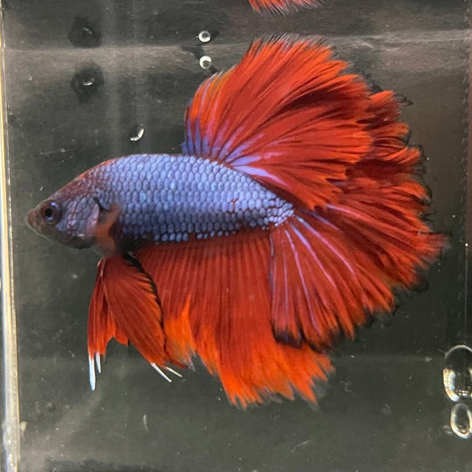 the-fish-farm Premium Male Betta Bicolour Rosetail Premium Male Betta - One Only - 3 Shop for Bicolour Rosetail Male Bettas at The Fish Farm Australia