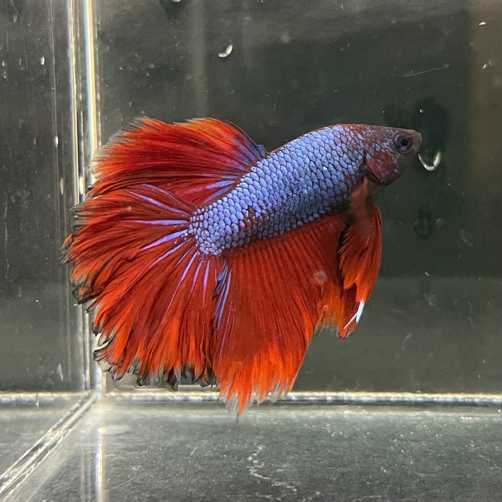 the-fish-farm Premium Male Betta Bicolour Rosetail Premium Male Betta - One Only - 3 Shop for Bicolour Rosetail Male Bettas at The Fish Farm Australia