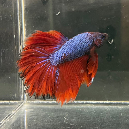 the-fish-farm Premium Male Betta Bicolour Rosetail Premium Male Betta - One Only - 3 Shop for Bicolour Rosetail Male Bettas at The Fish Farm Australia
