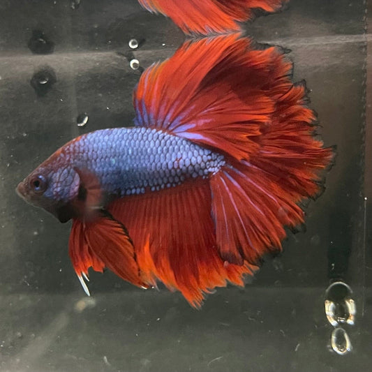 the-fish-farm Premium Male Betta Bicolour Rosetail Premium Male Betta - One Only - 3 Shop for Bicolour Rosetail Male Bettas at The Fish Farm Australia
