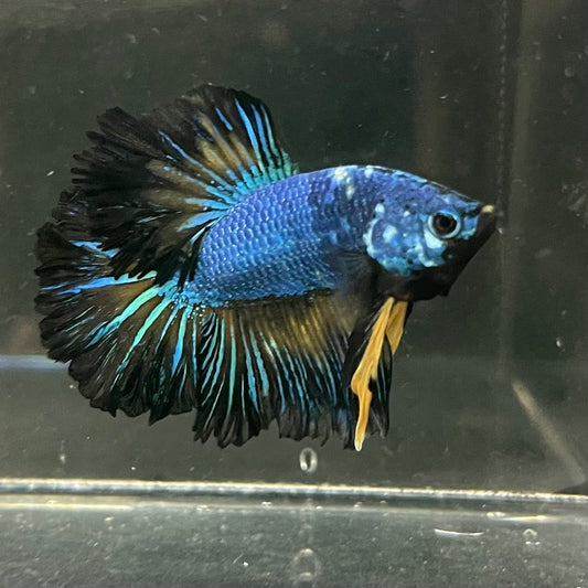 the-fish-farm Premium Male Betta Bicolour Rosetail Premium Male Betta - One Only - 4 Shop for Bicolour Rosetail Male Bettas at The Fish Farm Australia
