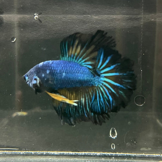 the-fish-farm Premium Male Betta Bicolour Rosetail Premium Male Betta - One Only - 4 Shop for Bicolour Rosetail Male Bettas at The Fish Farm Australia